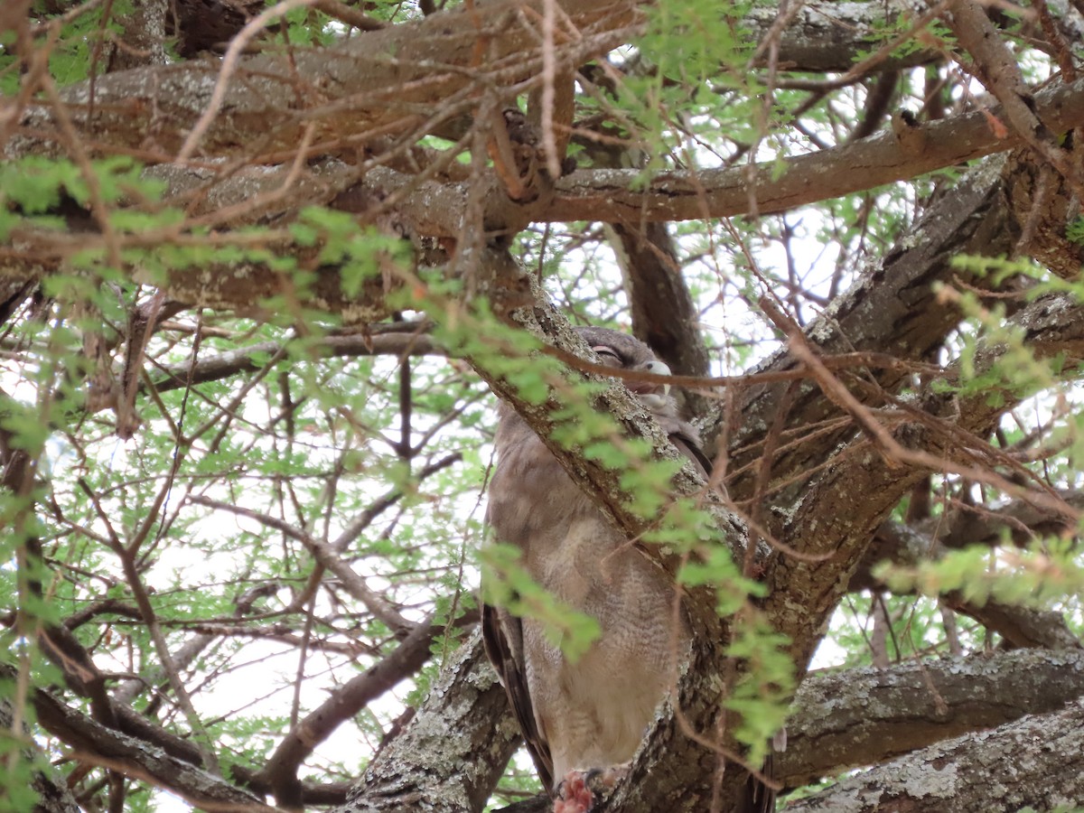 Verreaux's Eagle-Owl - ML646369167