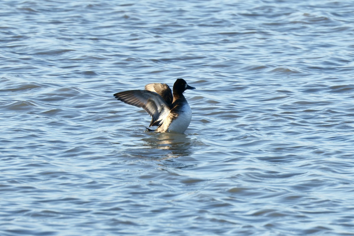 Lesser Scaup - ML646369168