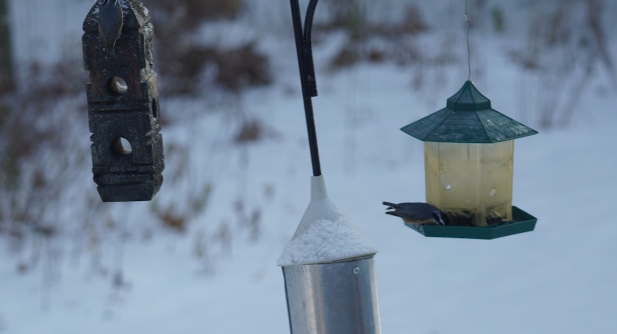 Red-breasted Nuthatch - ML646369173