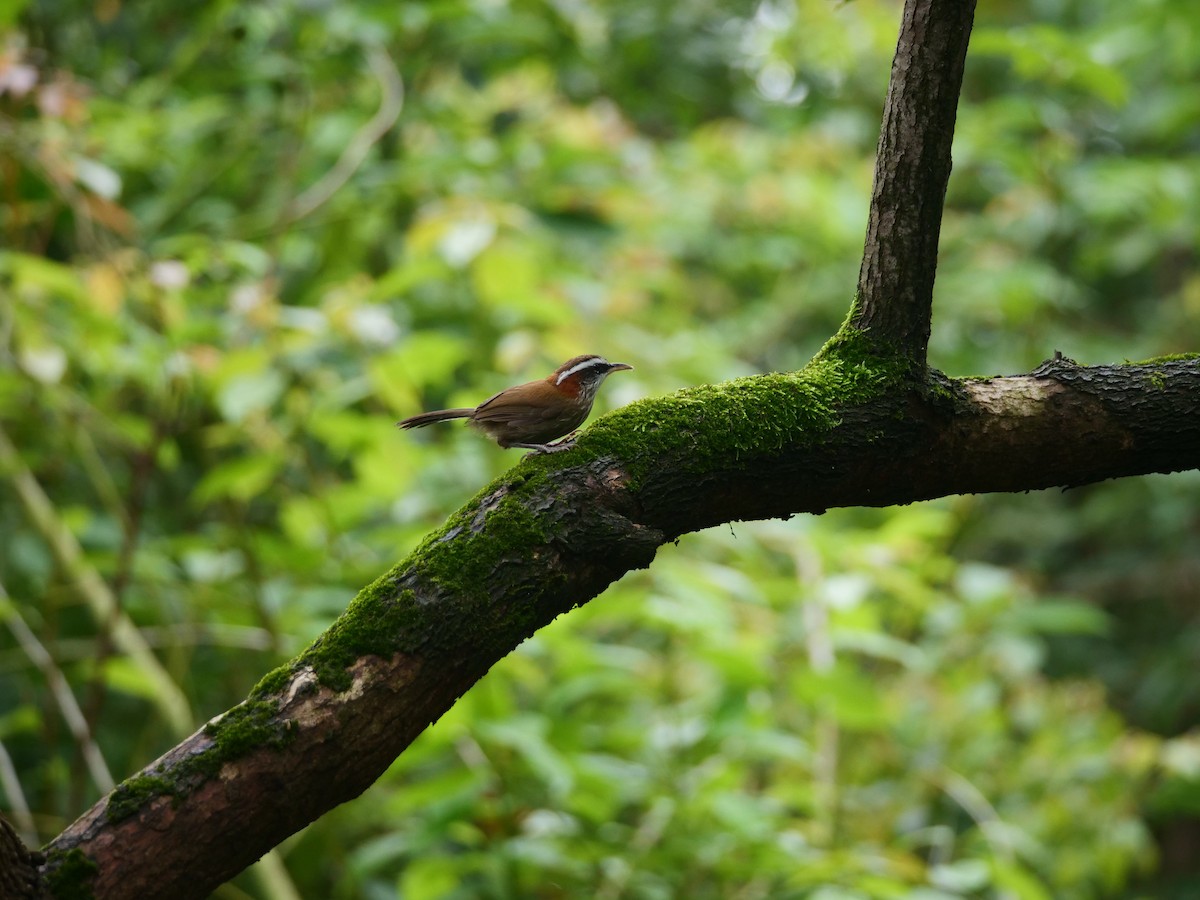 Streak-breasted Scimitar-Babbler - ML646369174