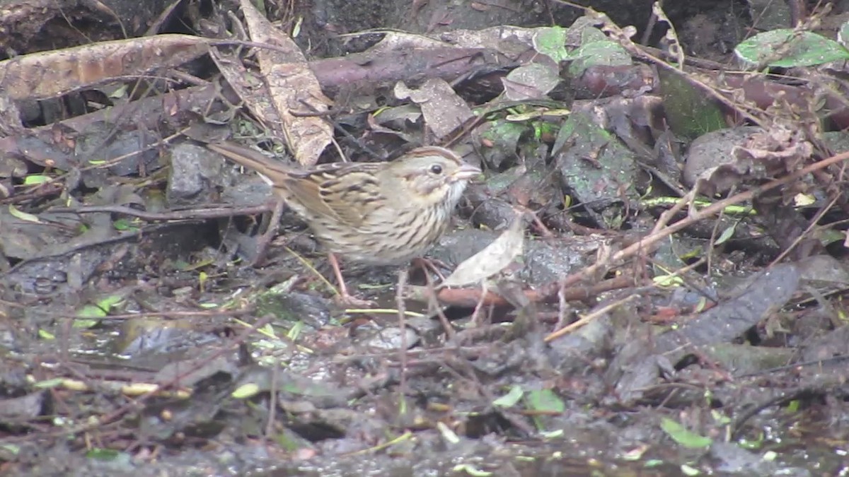 Lincoln's Sparrow - ML646369178