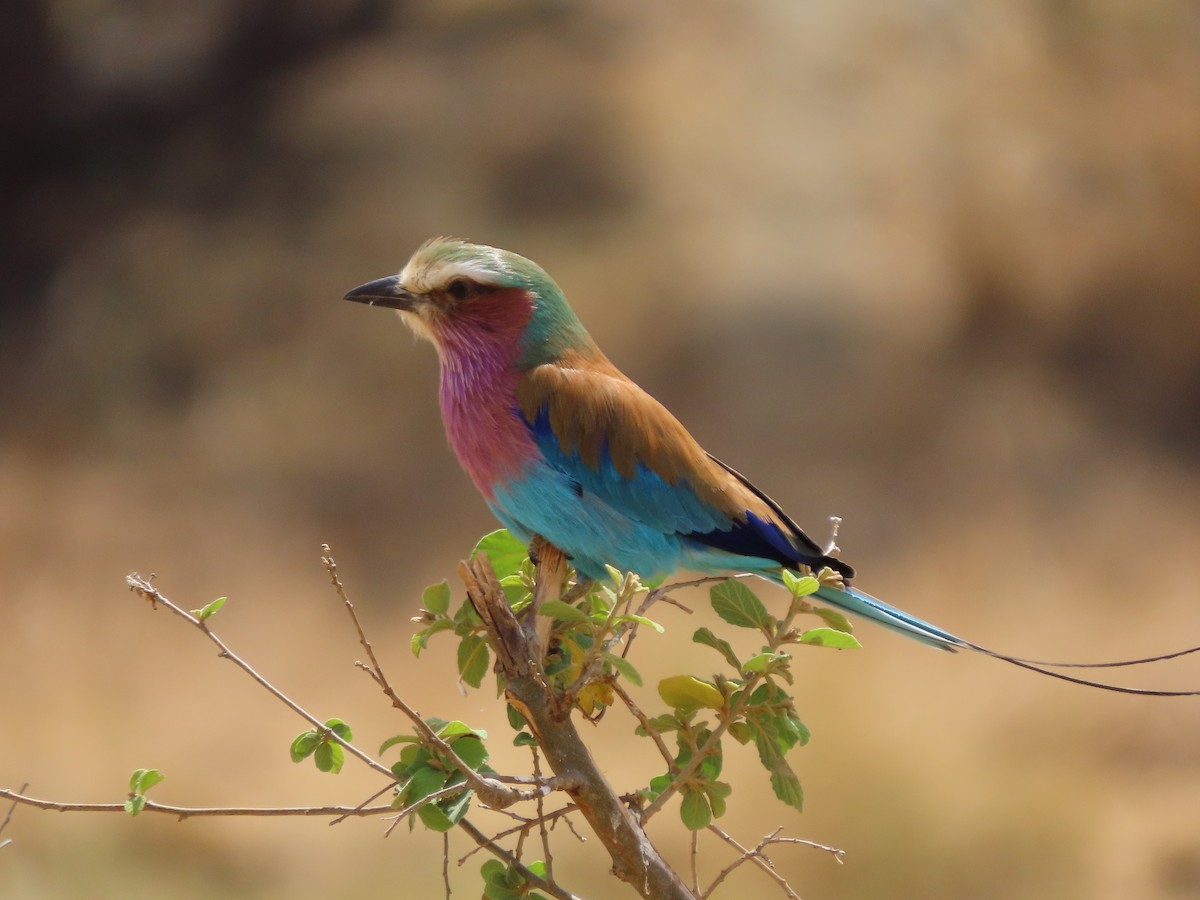 Lilac-breasted Roller - ML646369180