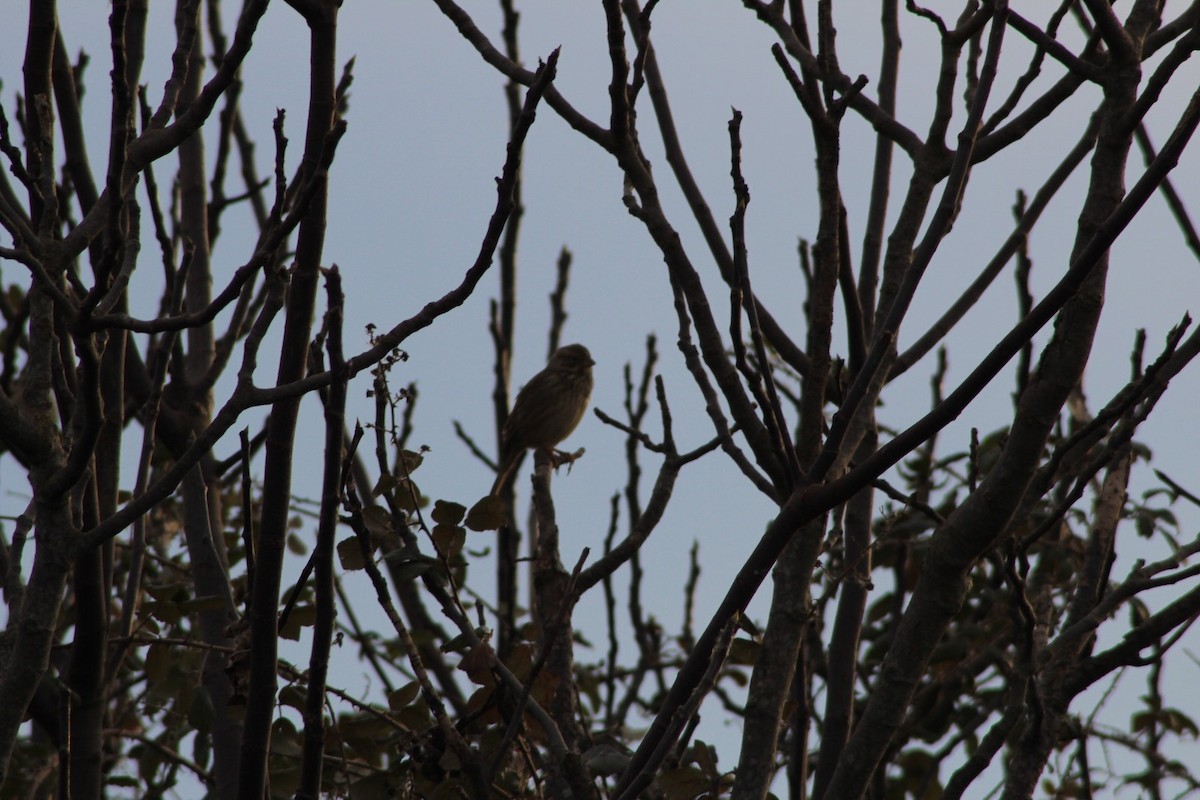 Reed Bunting - ML646369182