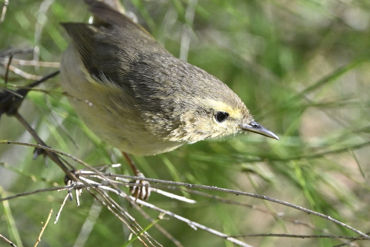 budníček kanárský - ML646369183