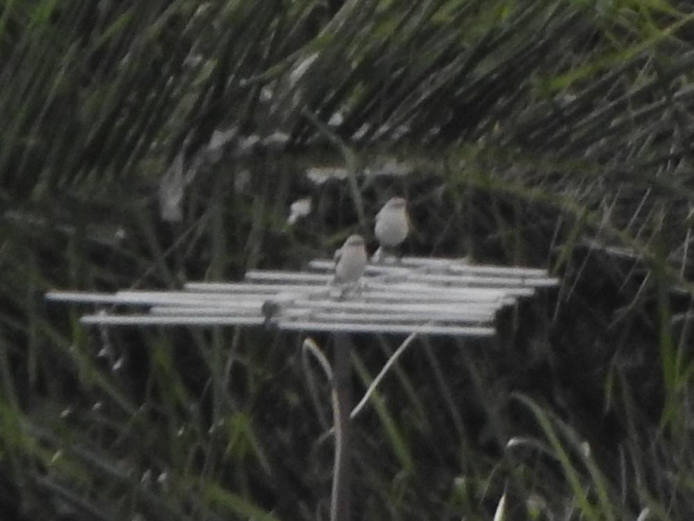 Tropikal Taklitçi - ML646369187