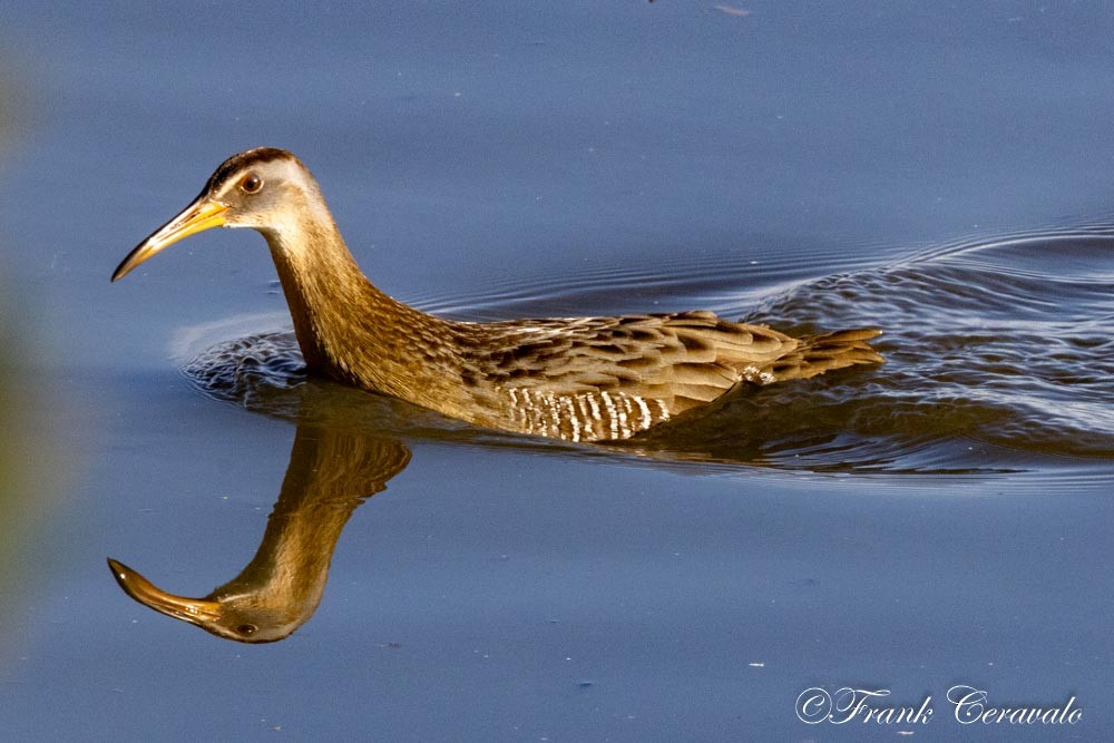 kongerikse - ML646369193