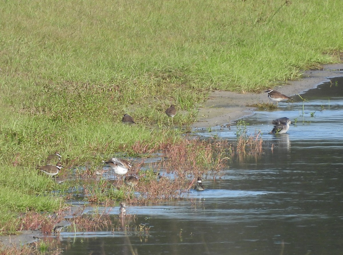 Lesser Yellowlegs - ML646369194