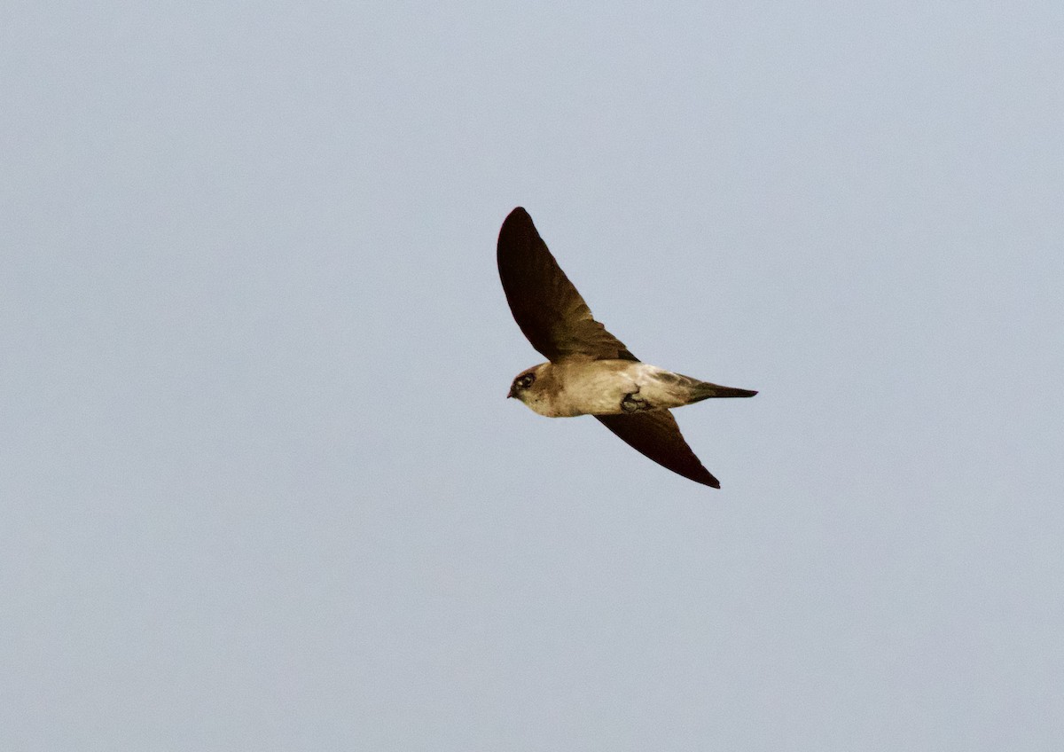 Саланґана білогніздна - ML646369196