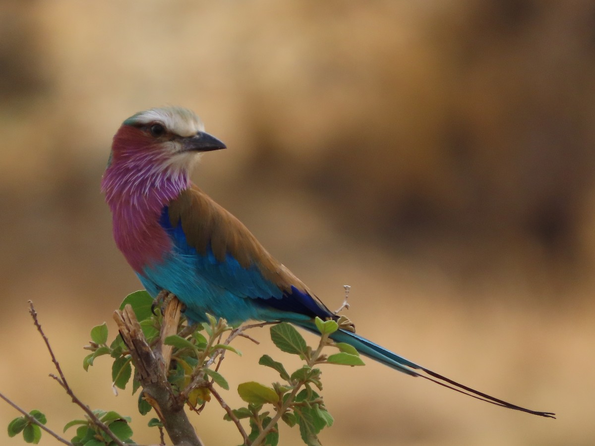 Lilac-breasted Roller - ML646369198