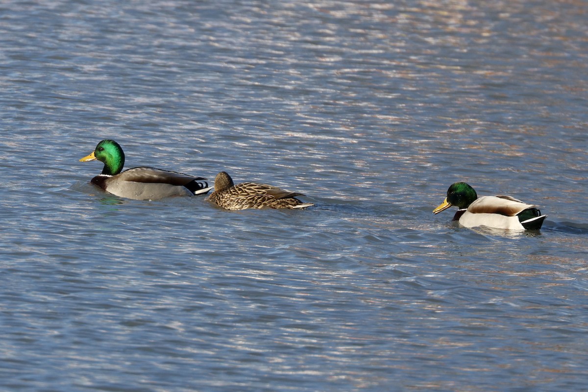 Mallard - ML646369205