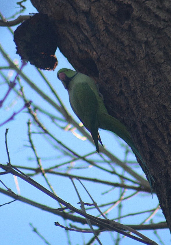 Rose-ringed Parakeet - ML646369206