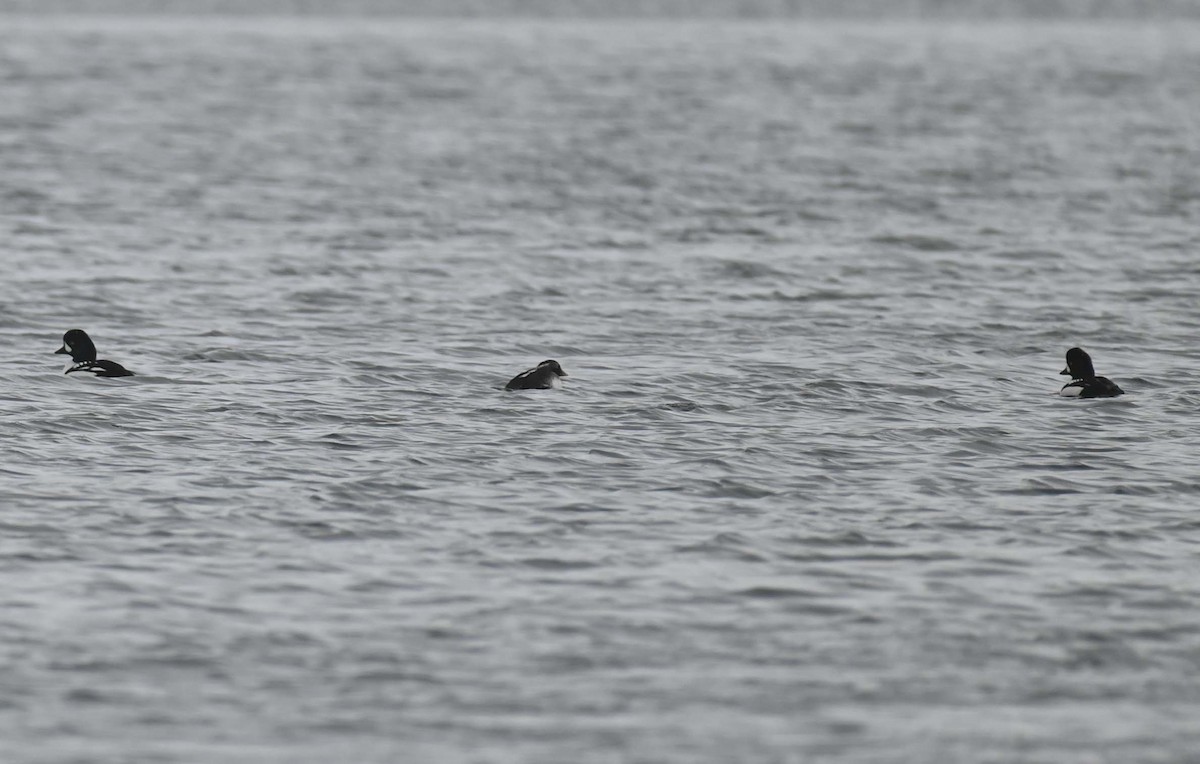 Barrow's Goldeneye - ML646369207