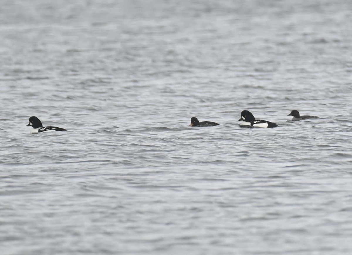 Barrow's Goldeneye - ML646369208
