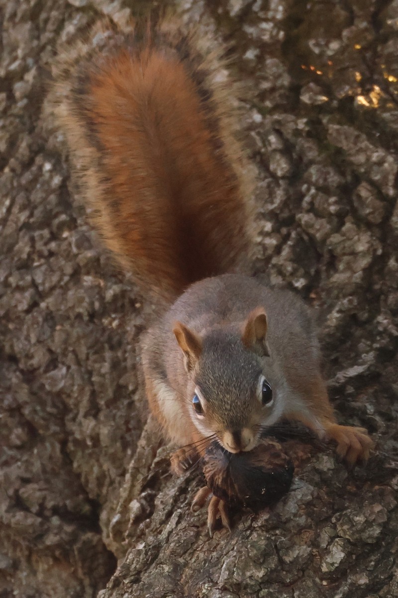 Красная белка - ML646369209