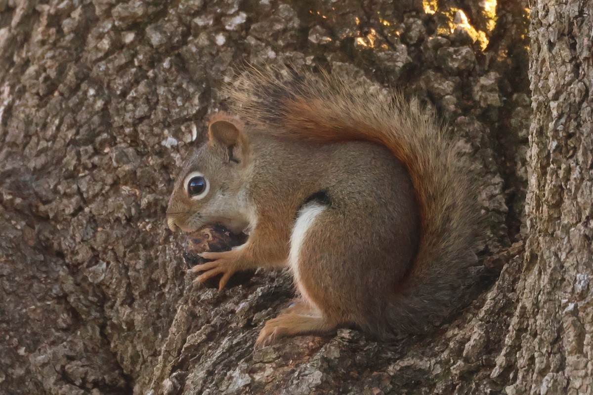 Красная белка - ML646369210