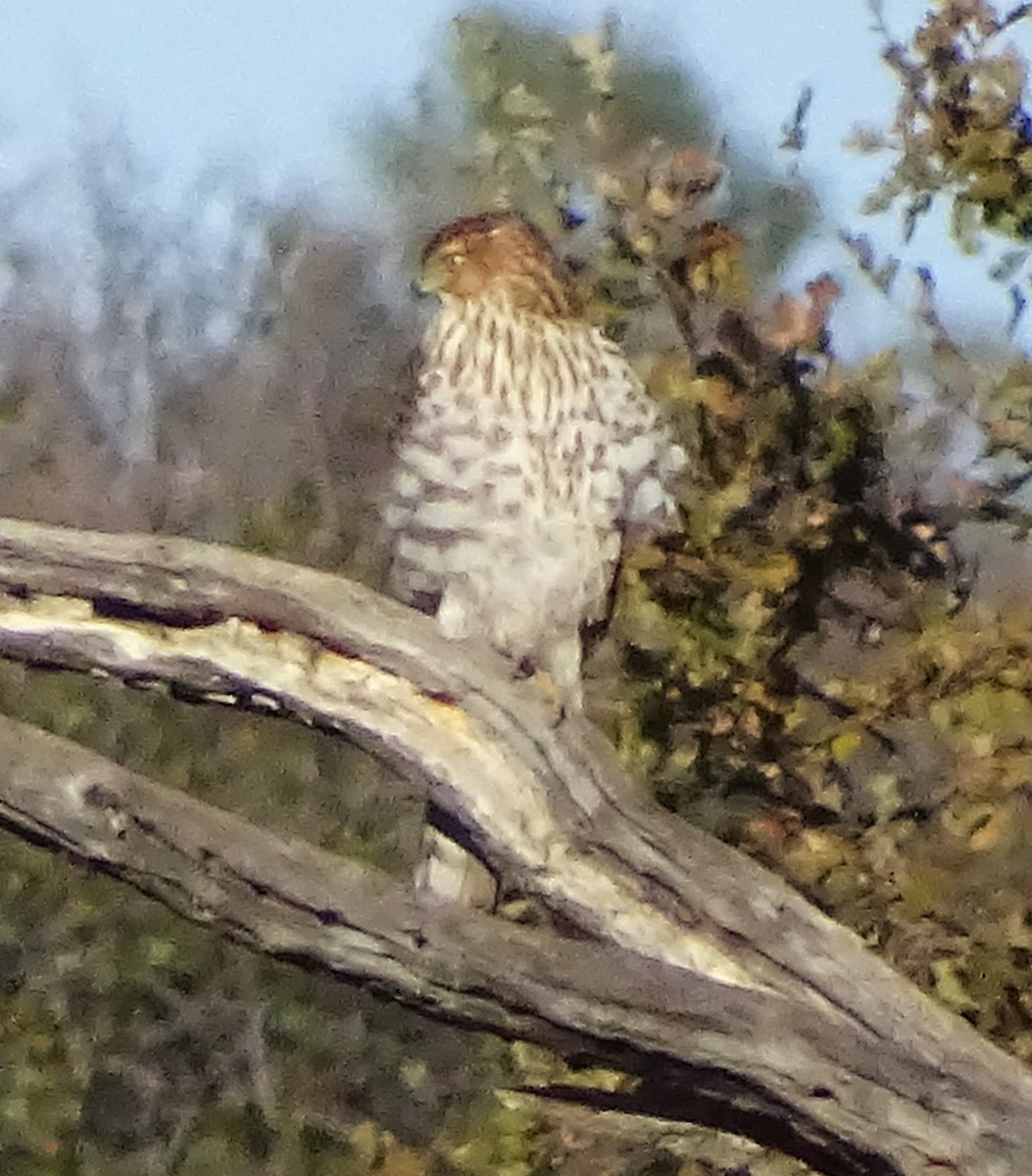 Cooper's Hawk - ML646369214