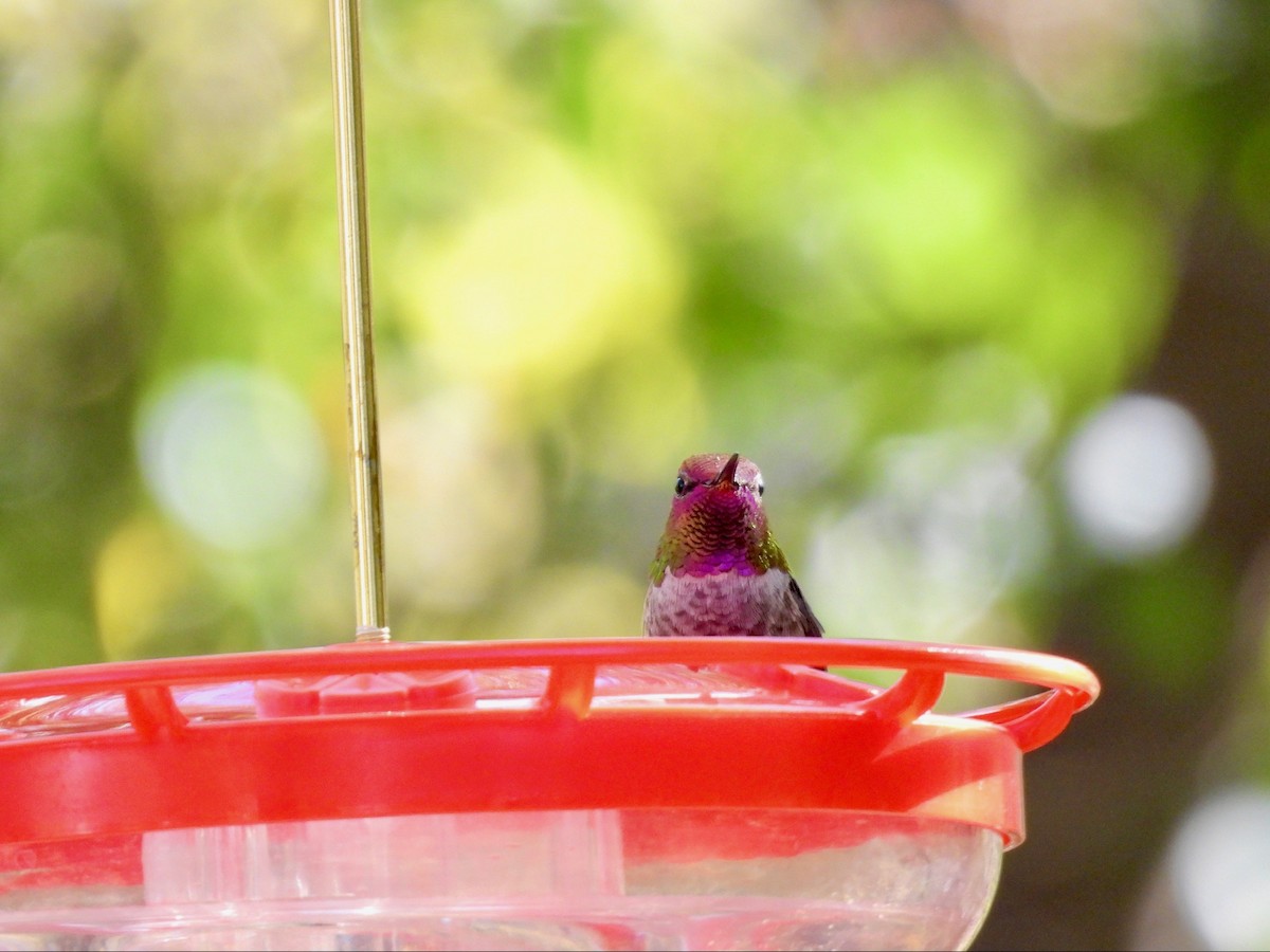 Anna's Hummingbird - ML646369216