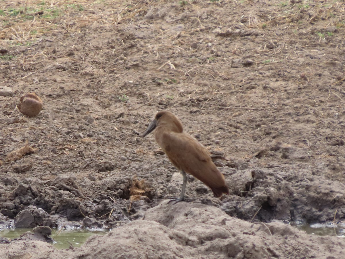 Hamerkop - ML646369217