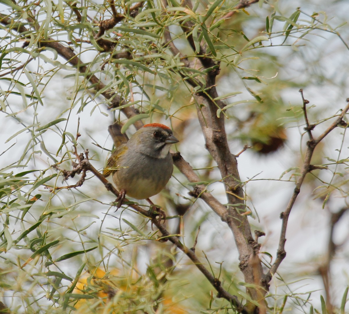 Green-tailed Towhee - ML646369221