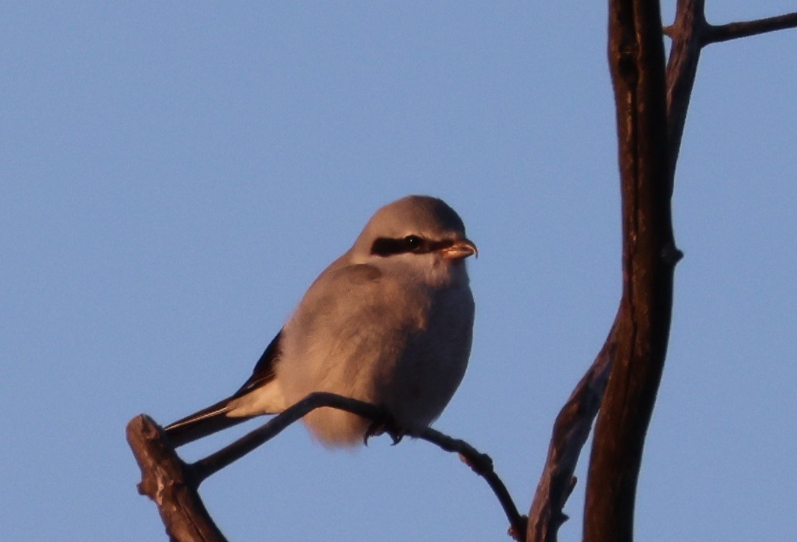 Northern Shrike - ML646369222