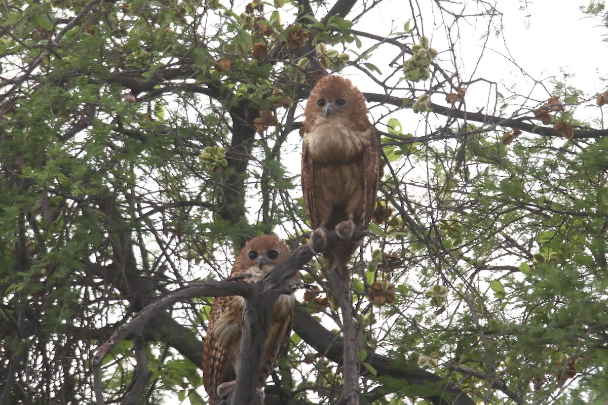 Pel's Fishing-Owl - ML646369225