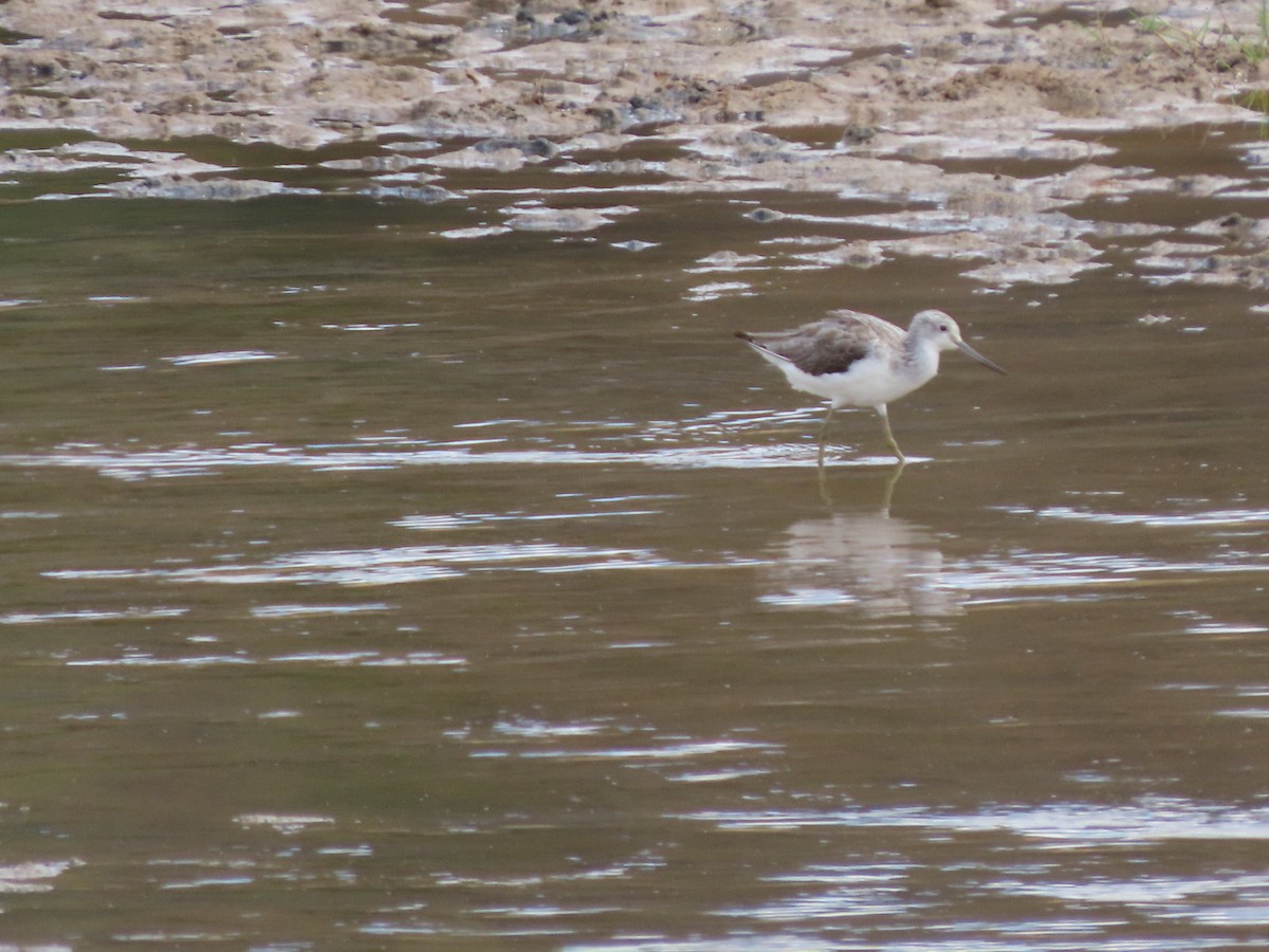 Common Greenshank - ML646369226