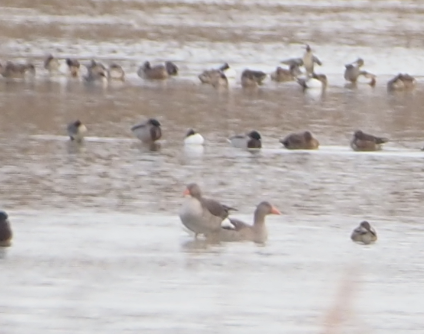 Oie cendrée - ML646369228