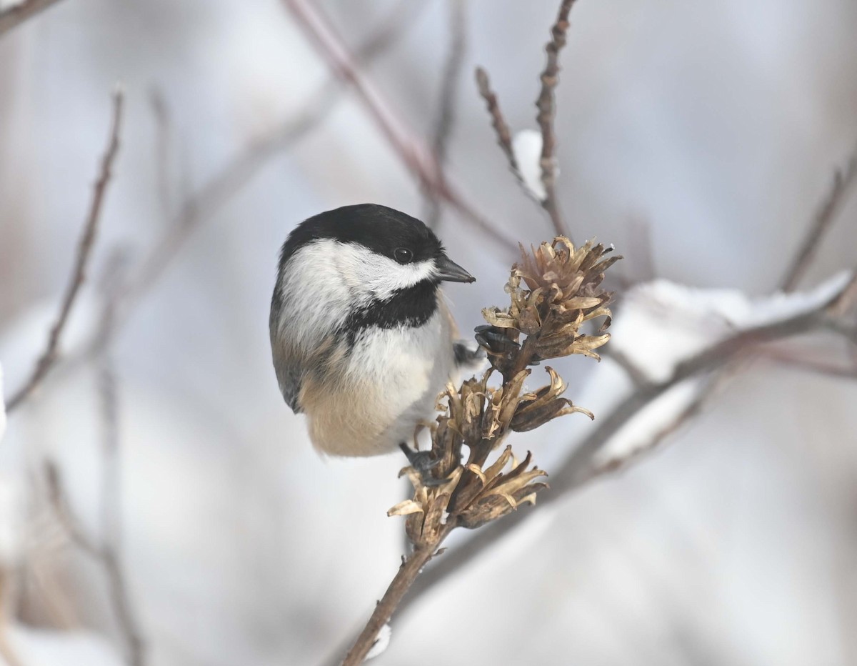 Black-capped Chickadee - ML646369230
