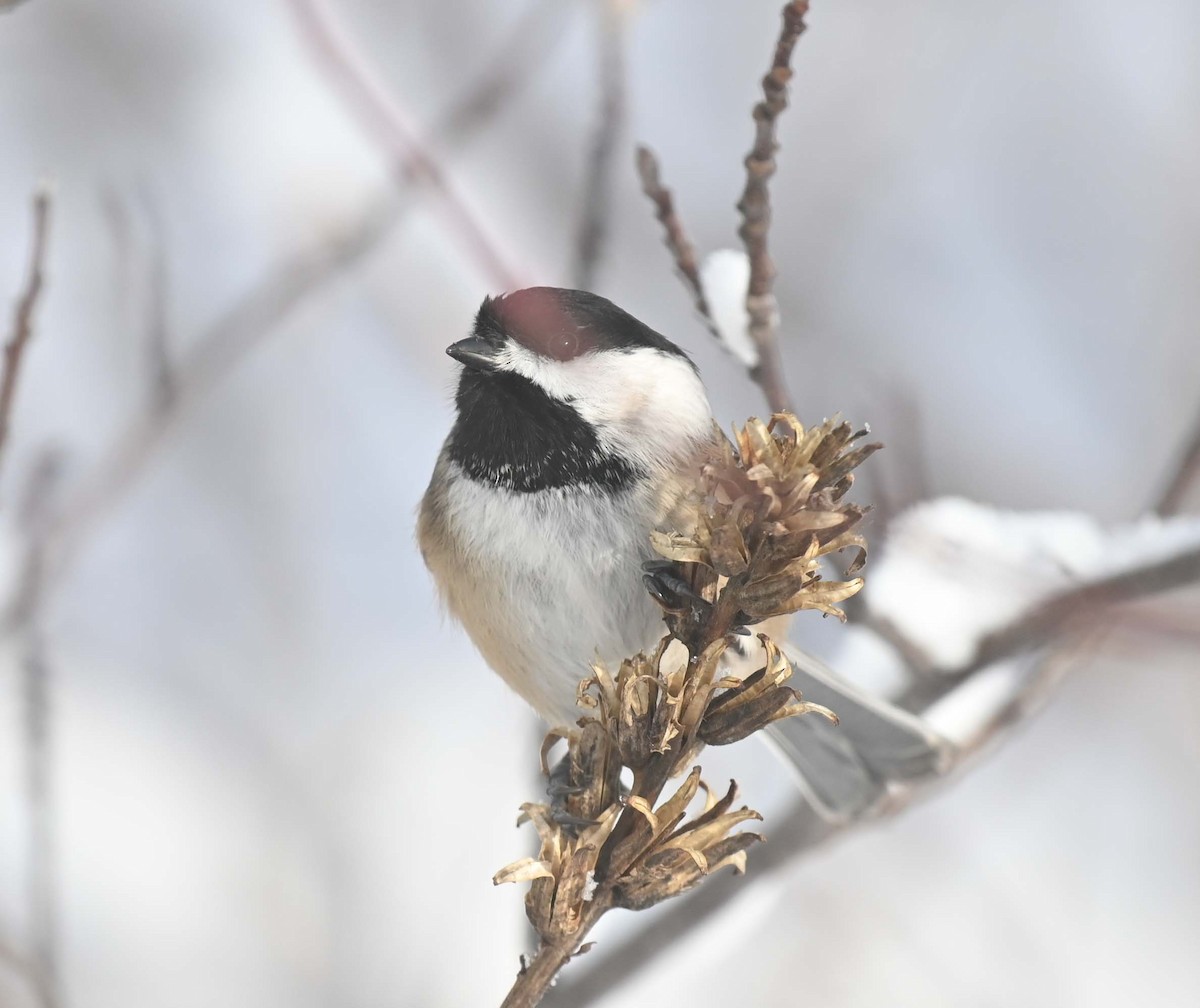 Black-capped Chickadee - ML646369231