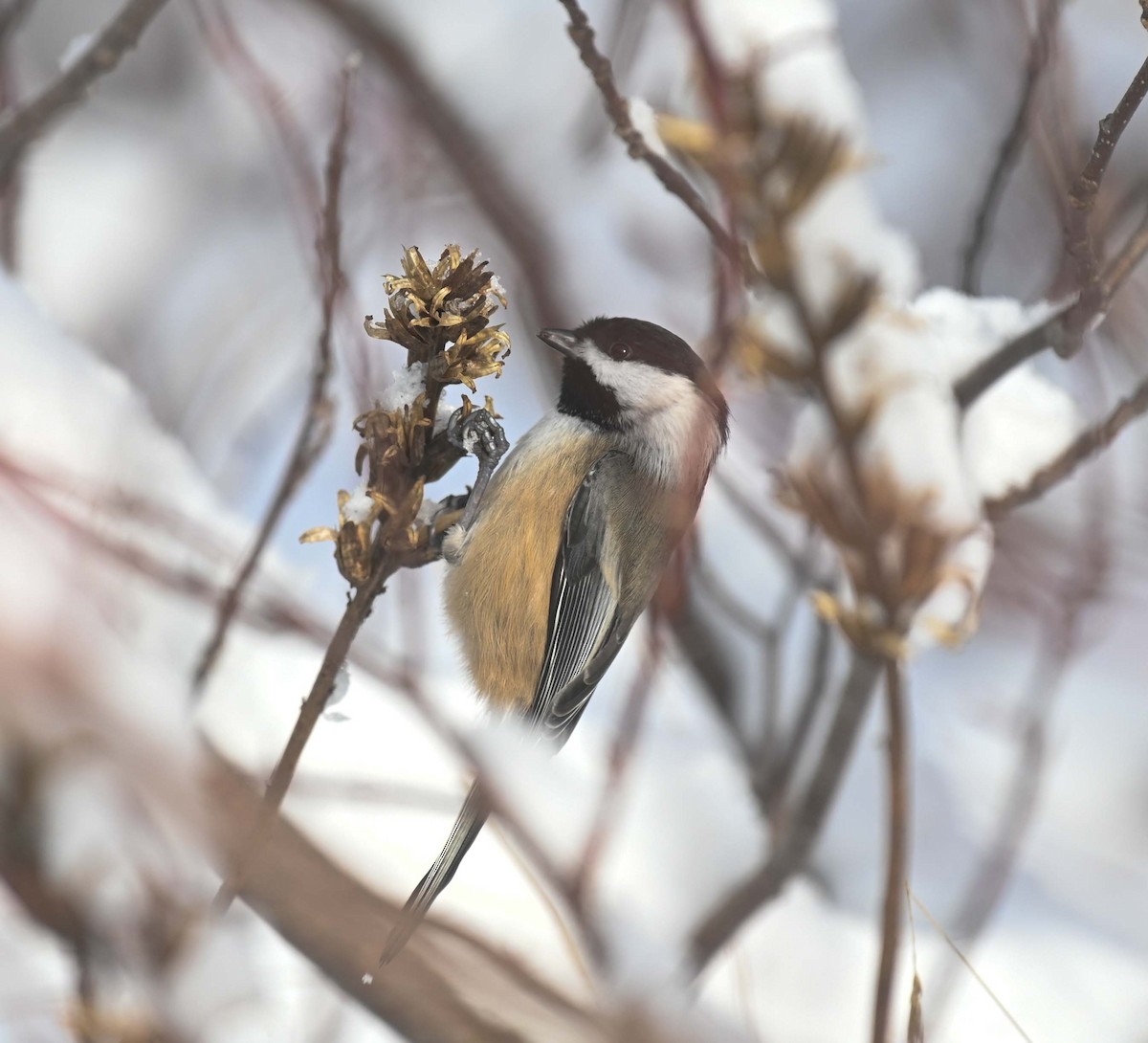 Black-capped Chickadee - ML646369232