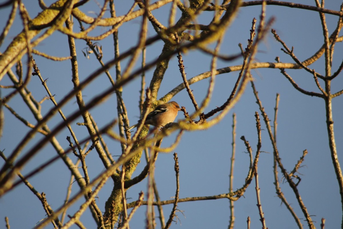 Common Chaffinch - ML646369236