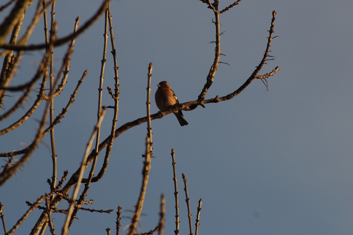 Common Chaffinch - ML646369237