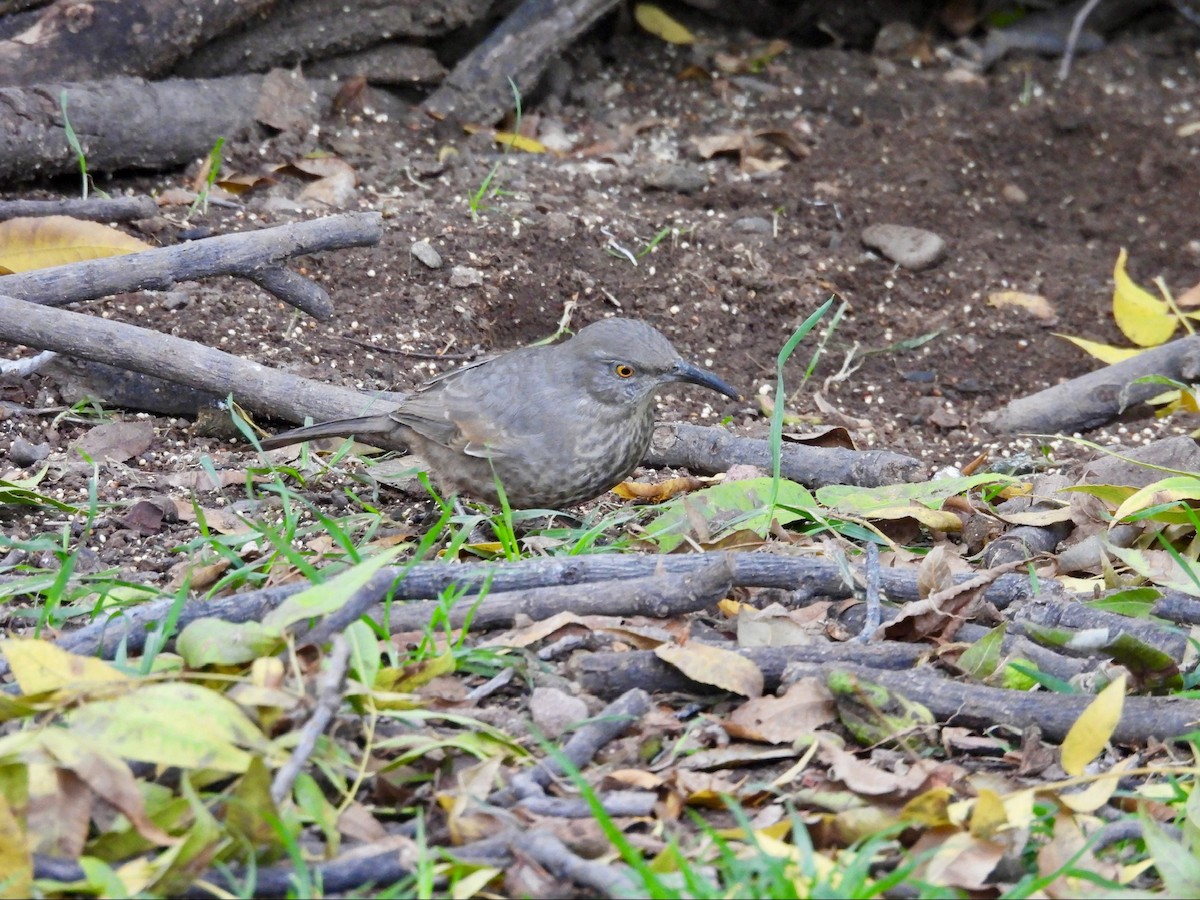 Curve-billed Thrasher - ML646369238