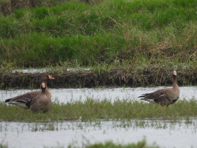 Greater White-fronted Goose - ML646369239