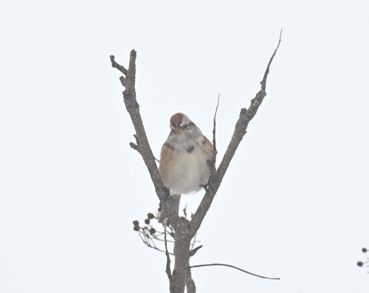 American Tree Sparrow - ML646369240