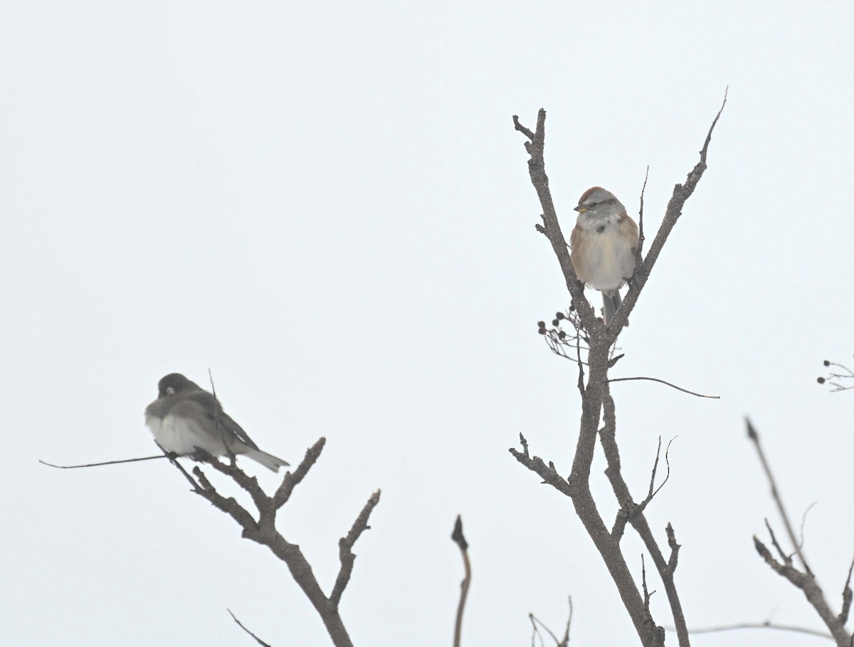 American Tree Sparrow - ML646369241