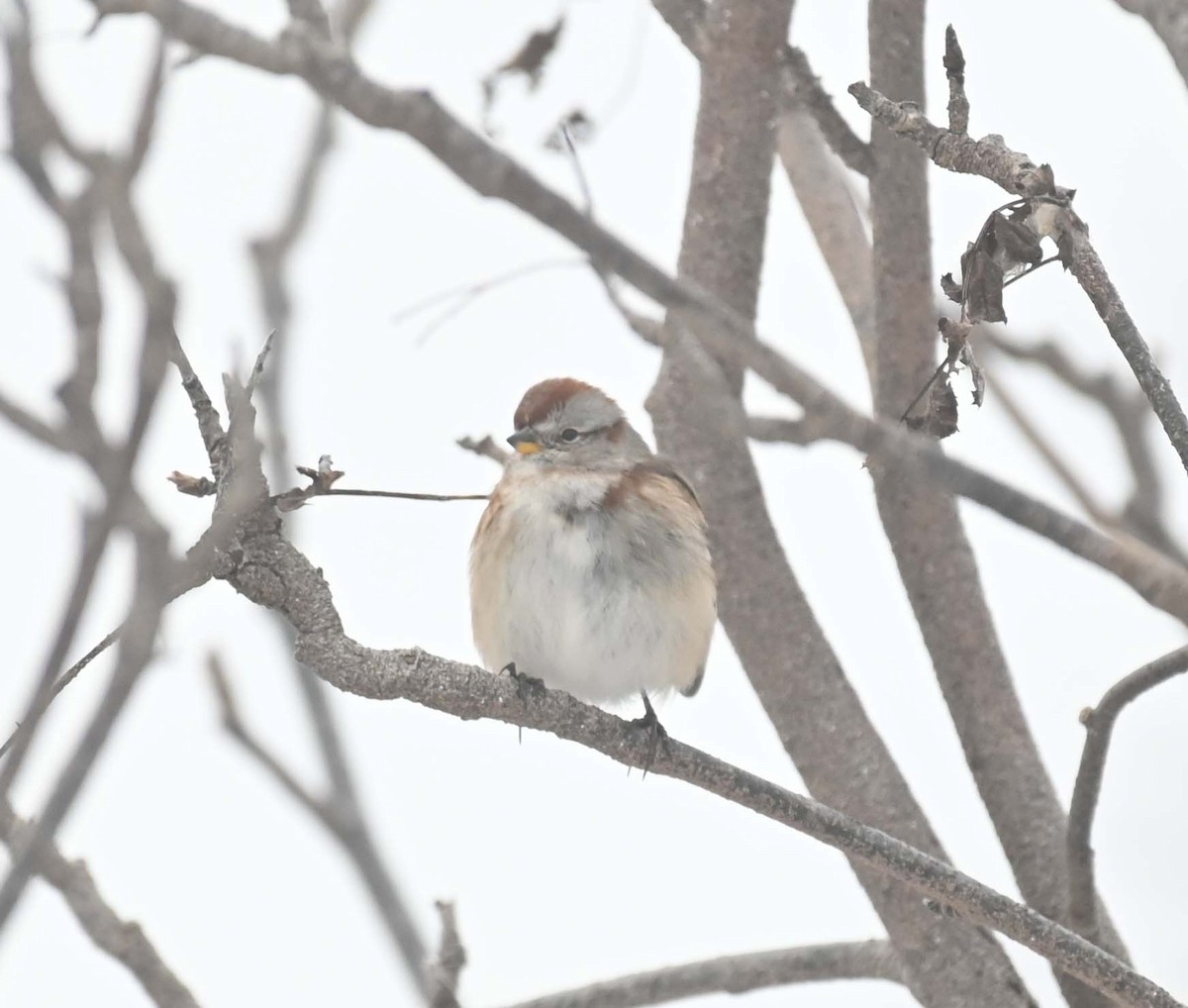 American Tree Sparrow - ML646369242