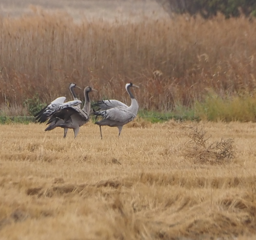 Common Crane - ML646369243