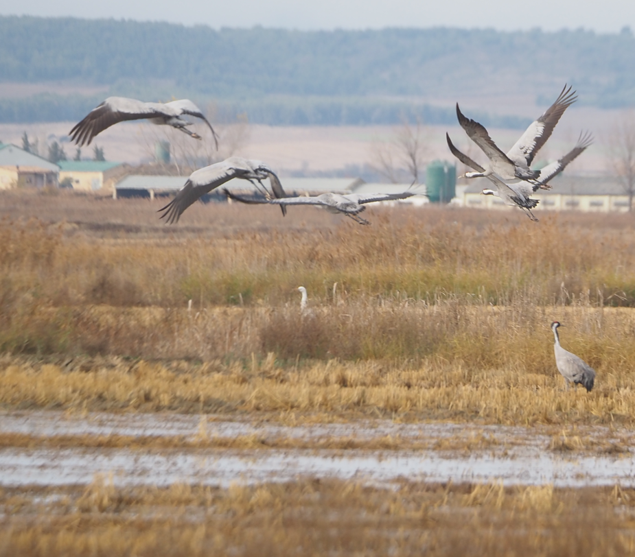 Common Crane - ML646369244