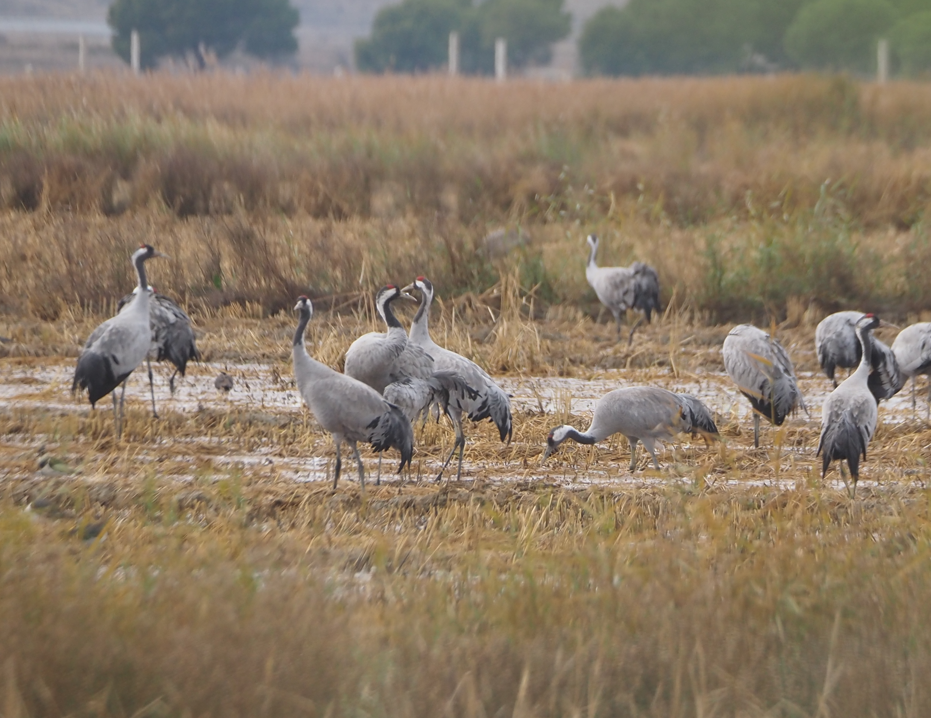 Common Crane - ML646369245