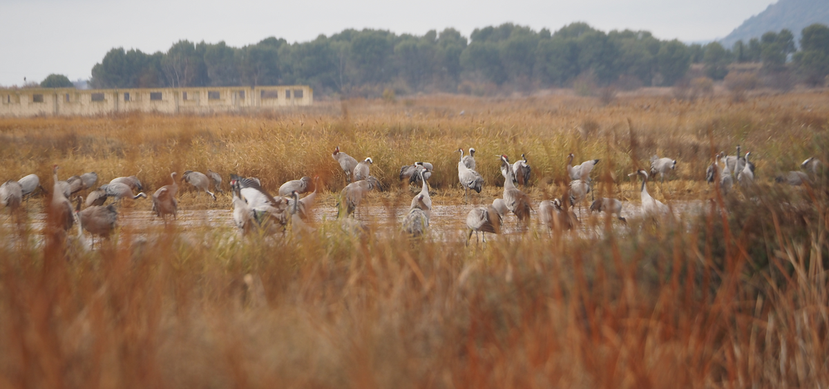 Common Crane - ML646369246