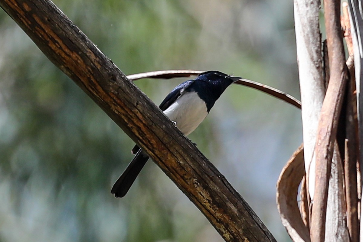 Satin Flycatcher - ML646369247