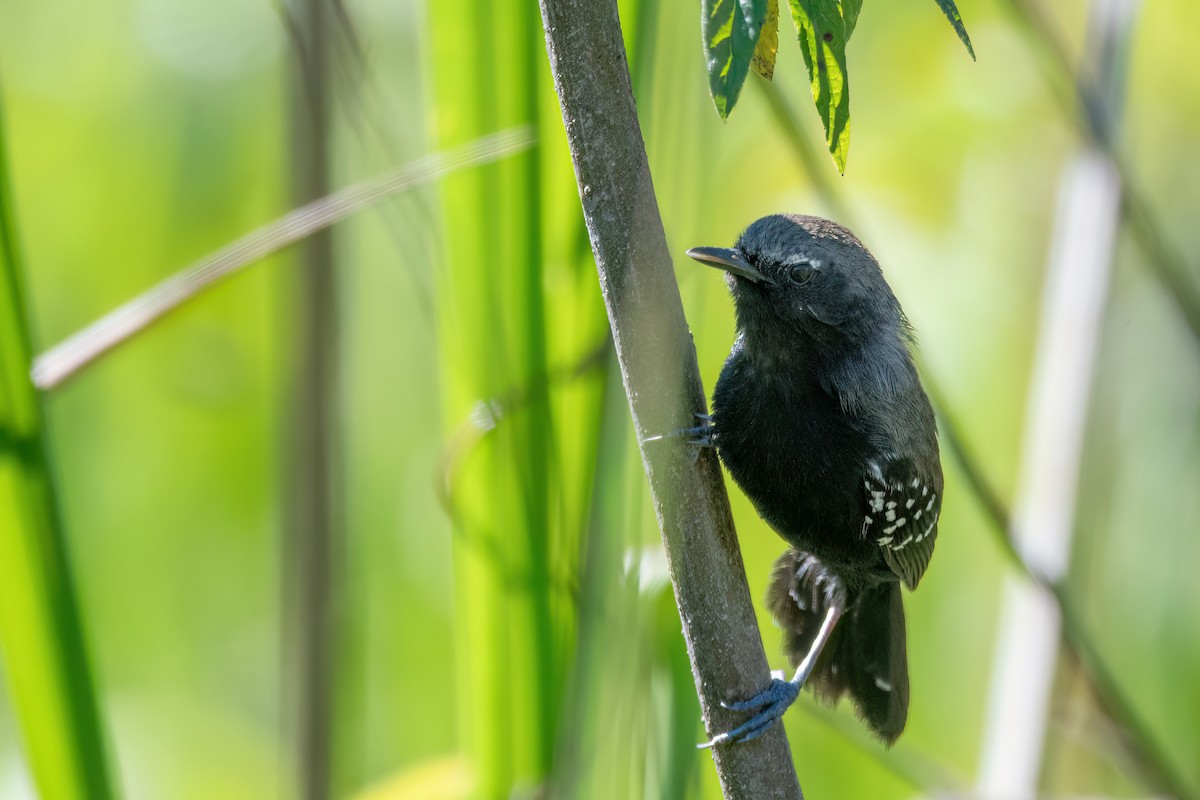 Marsh Antwren (Sao Paulo) - ML646369248