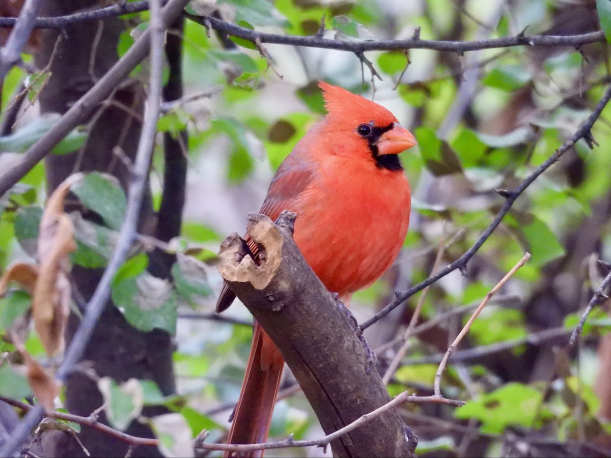 Northern Cardinal - ML646369249