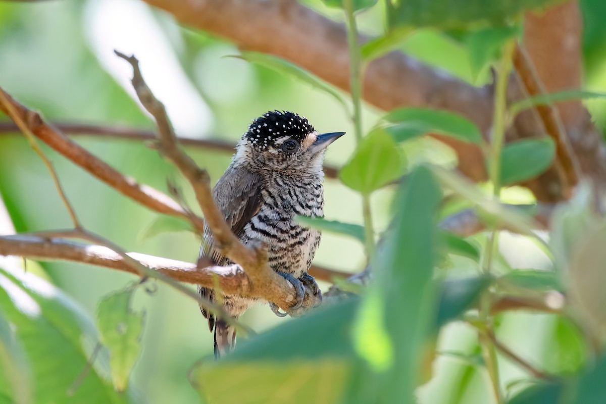 White-barred Piculet - ML646369250
