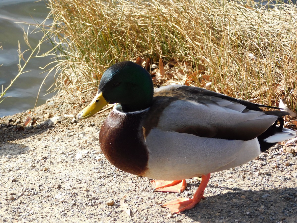 Germano reale - ML646369251