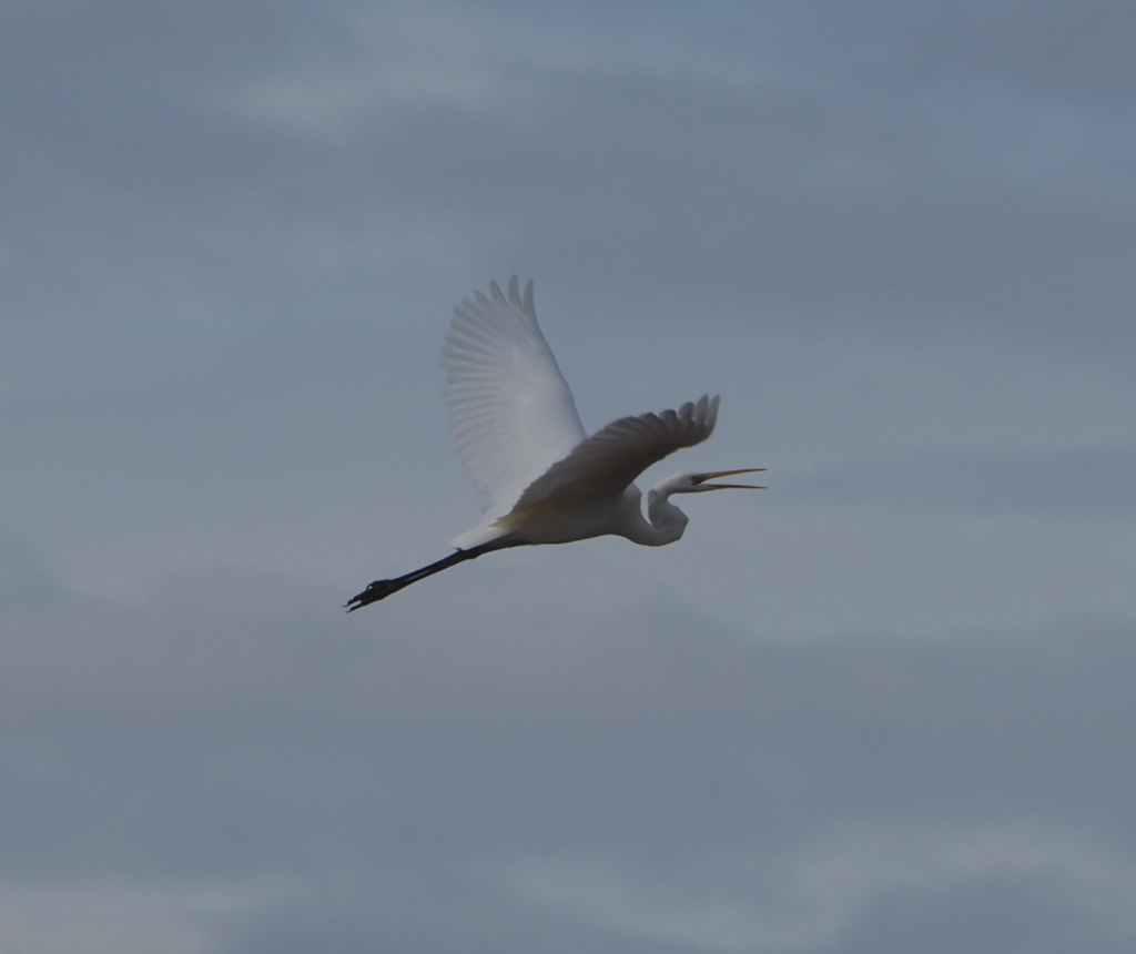 Great Egret - ML646369252