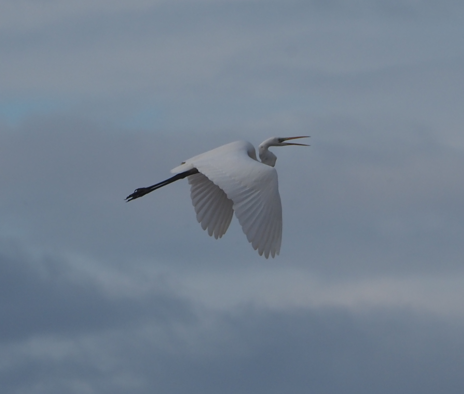 Great Egret - ML646369253