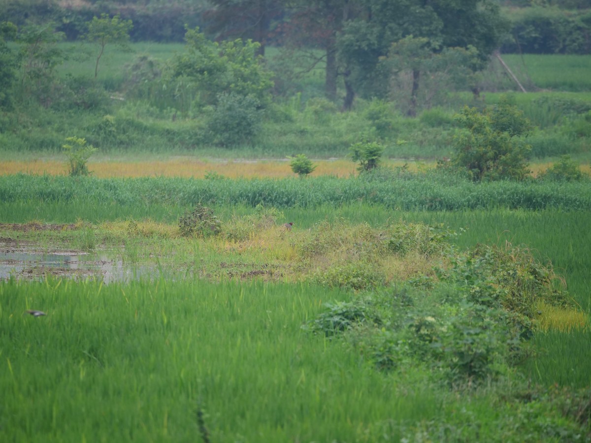 Ring-necked Pheasant - ML646369254