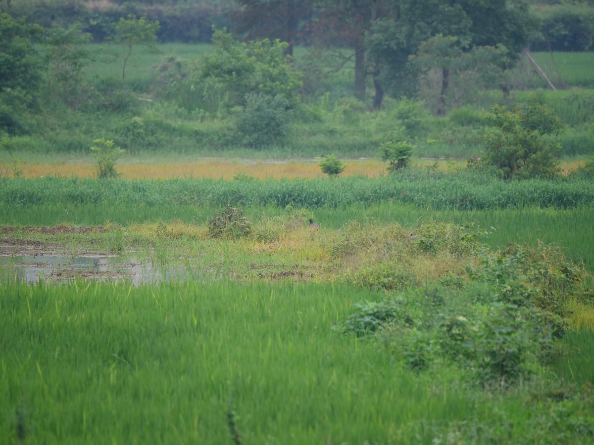 Ring-necked Pheasant - ML646369255